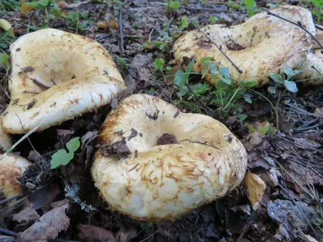 Milk mushrooms: photo and description of edible species with names