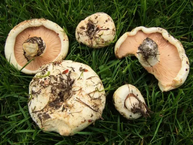 Milk mushrooms: photo and description of edible species with names