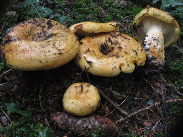 Milk mushrooms: photo and description of edible species with names