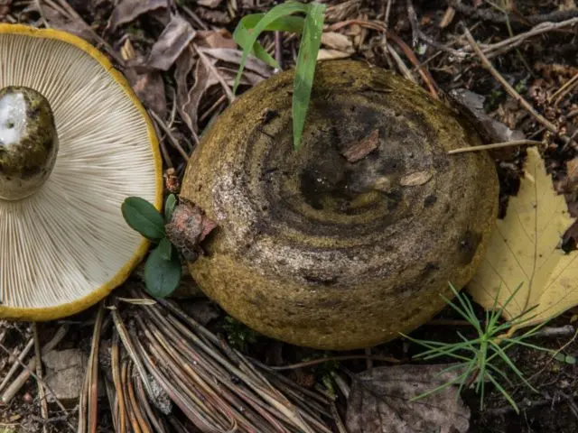 Milk mushrooms: photo and description of edible species with names