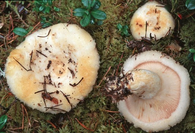 Milk mushrooms: photo and description of edible species with names