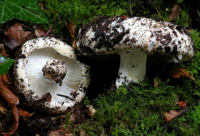 Milk mushrooms: photo and description of edible species with names