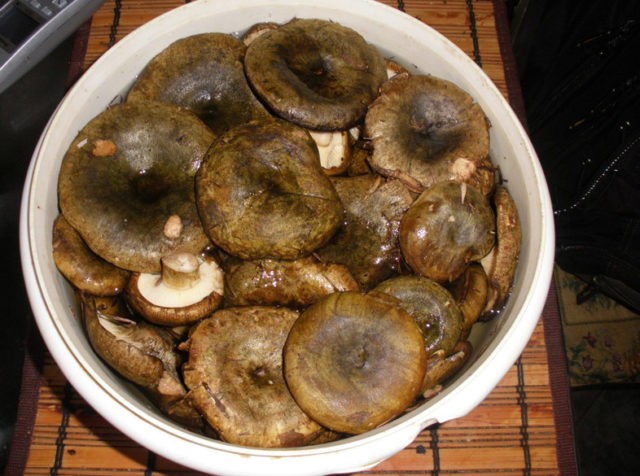 Milk mushrooms under pressure: step by step cooking recipes with photos