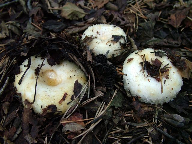 Milk mushrooms without cooking: recipes for salted and pickled mushrooms