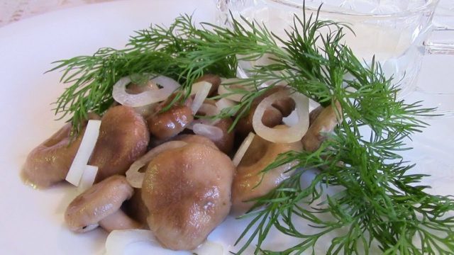 Milk mushrooms without cooking: recipes for salted and pickled mushrooms