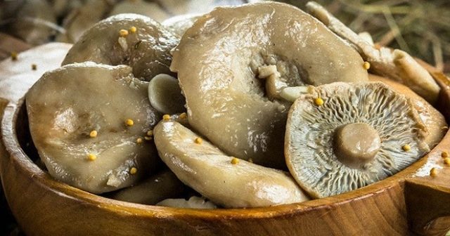 Milk mushrooms without cooking: recipes for salted and pickled mushrooms