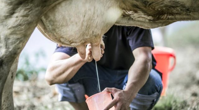 Milk production in a cow