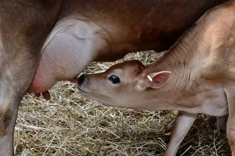 Milk production in a cow