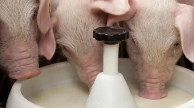 Milk replacer for piglets and pigs: instructions, proportions