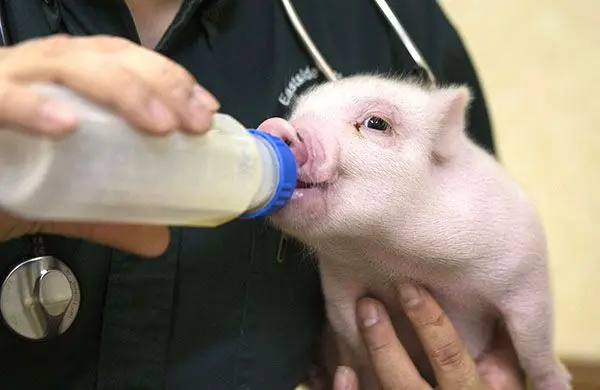 Milk replacer for piglets and pigs: instructions, proportions