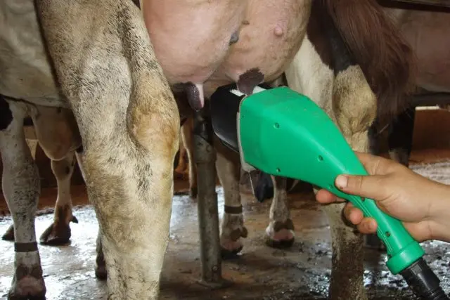 Milk stones in cows: how to treat, video