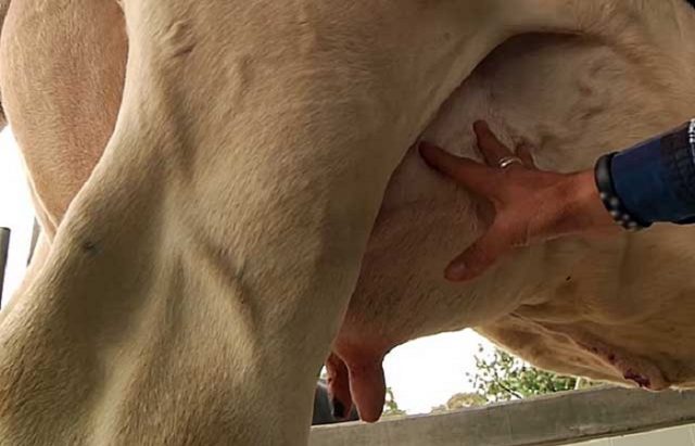 Milk stones in cows: how to treat, video