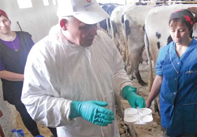 Milk stones in cows: how to treat, video