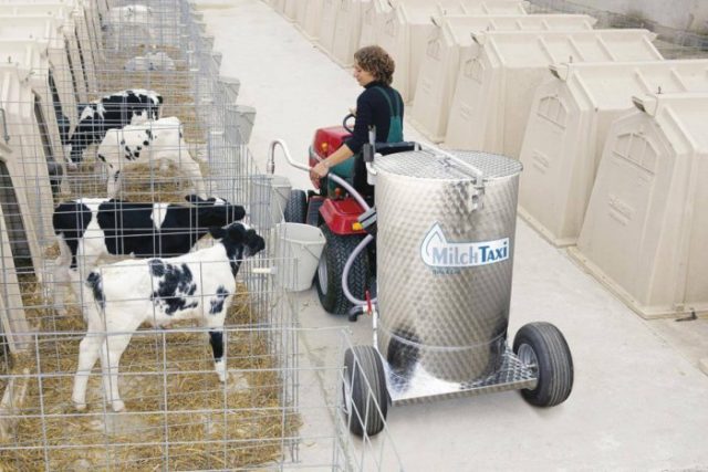 Milk taxi for calves