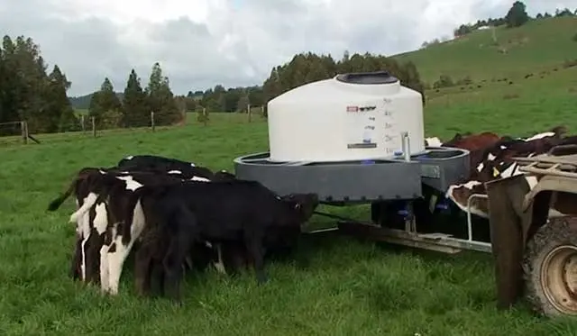 Milk taxi for calves