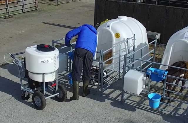 Milk taxi for calves