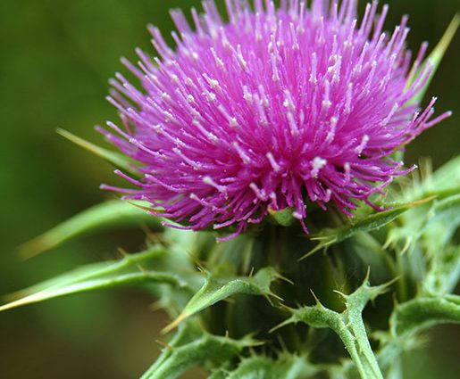 Milk thistle