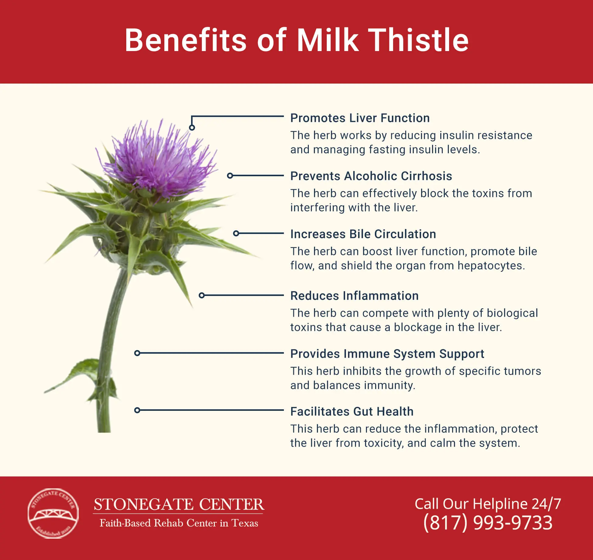 Milk thistle &#8211; properties, effects on the liver. How to use milk thistle?