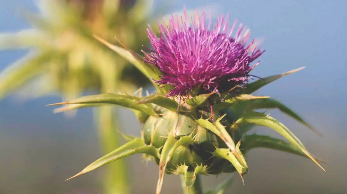 Milk thistle. When to use a milk thistle dietary supplement?