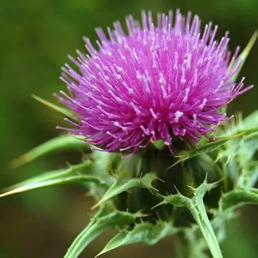 Milk thistle