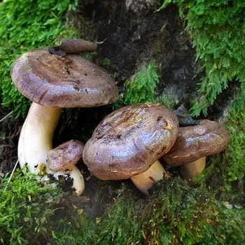 Milkers (milk mushrooms) inedible and their types