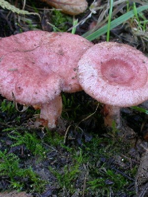 Milkers (milk mushrooms) inedible and their types