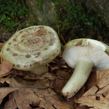 Milkers (milk mushrooms) inedible and their types