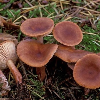 Milkers (milk mushrooms) inedible and their types