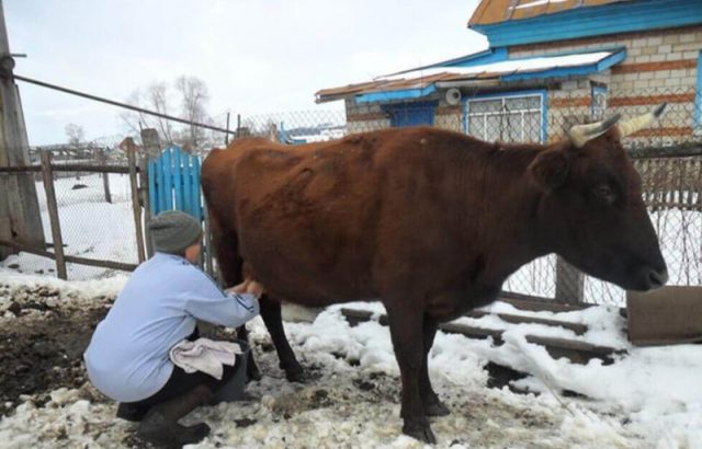 Milking a heifer