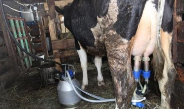 Milking a heifer