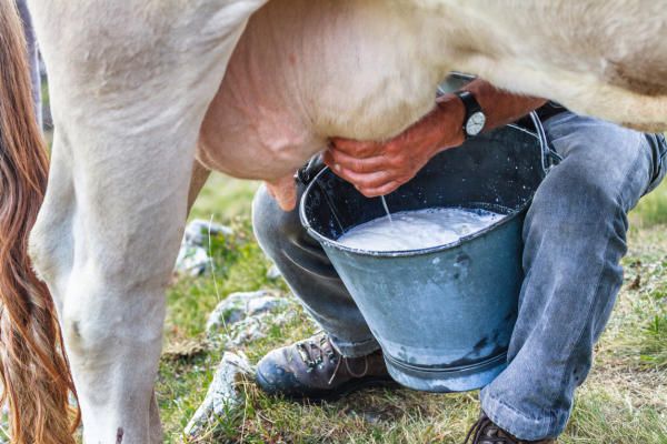 Milking a heifer