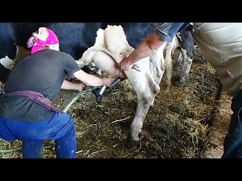 Milking a heifer