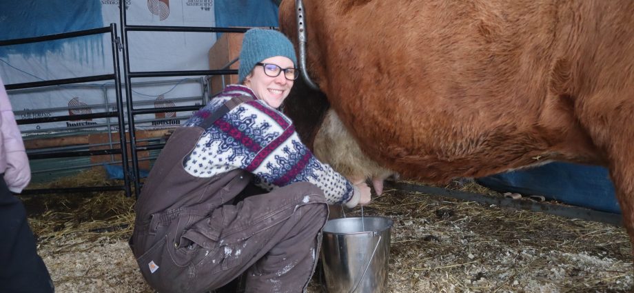 Milking a heifer