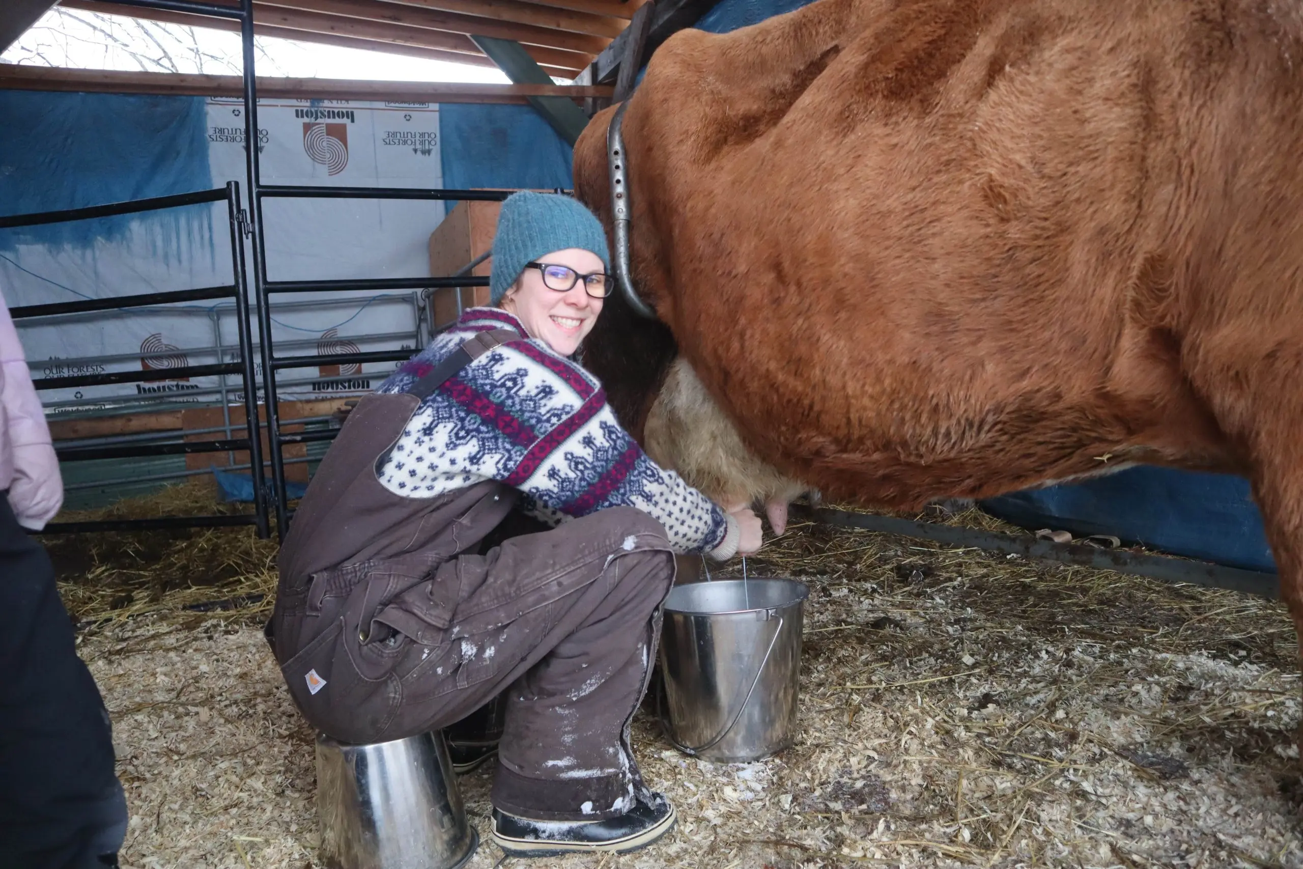 Milking a heifer