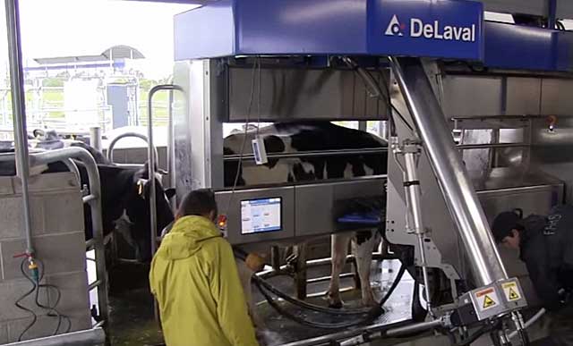 Milking machine for cows Delavale