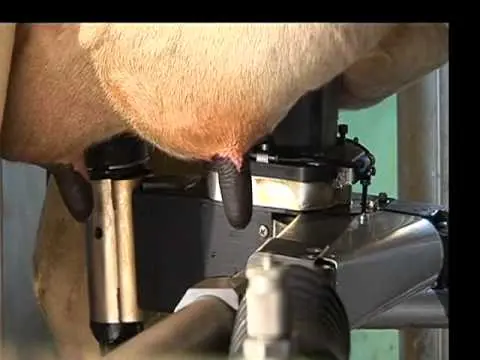 Milking machine for cows Delavale