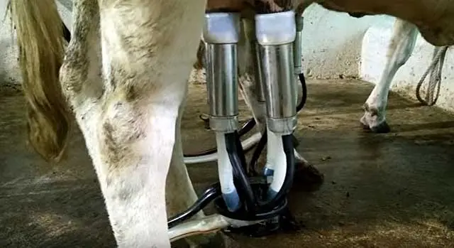 Milking machine: owner reviews