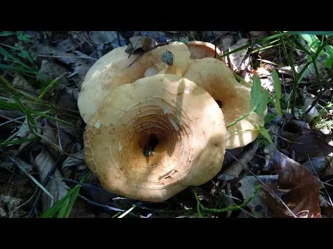 Milkweed (Lactarius volemus) photo and description