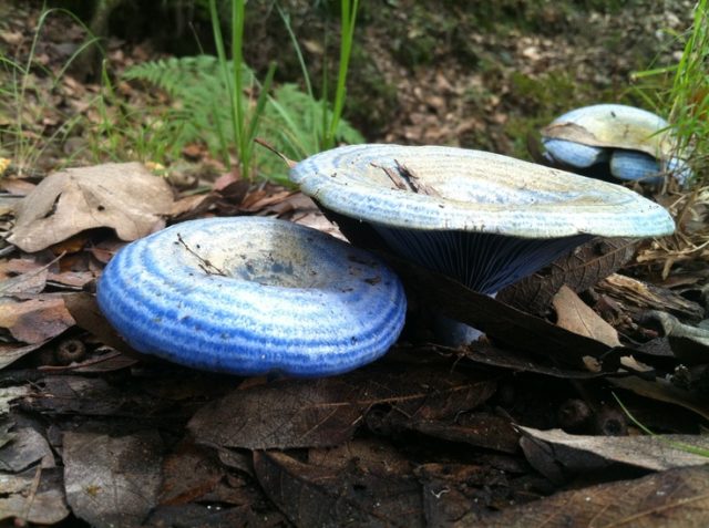 Milky blue mushroom: photo and description