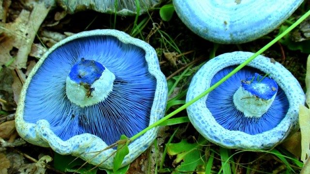 Milky blue mushroom: photo and description