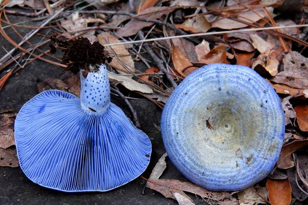 Milky blue mushroom: photo and description