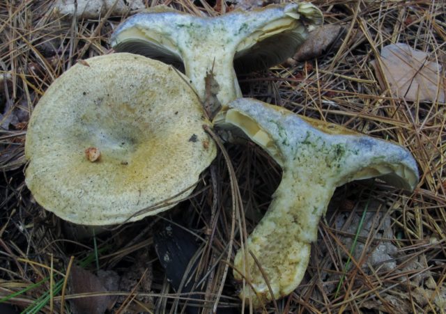 Milky blue mushroom: photo and description