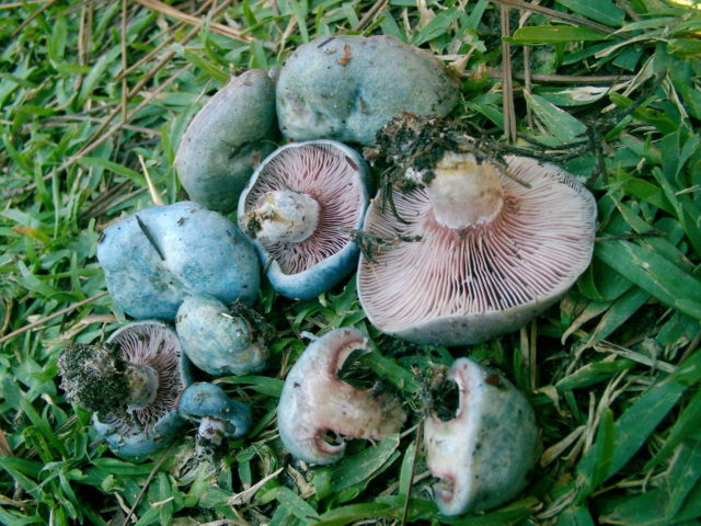 Milky blue mushroom: photo and description