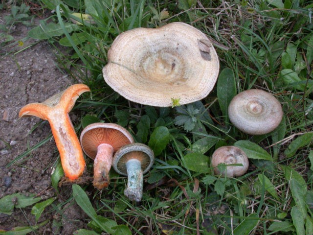 Milky blue mushroom: photo and description