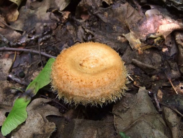 Milky mayor (Lactarius mairei): description and photo