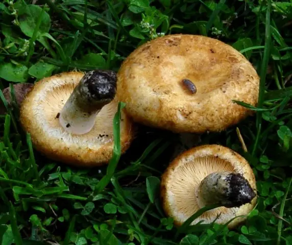 Milky mayor (Lactarius mairei): description and photo