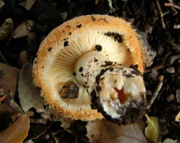 Milky mayor (Lactarius mairei): description and photo