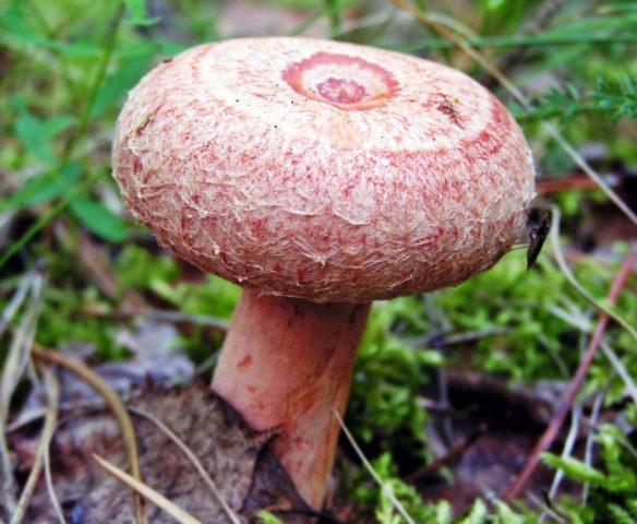 Milky mayor (Lactarius mairei): description and photo