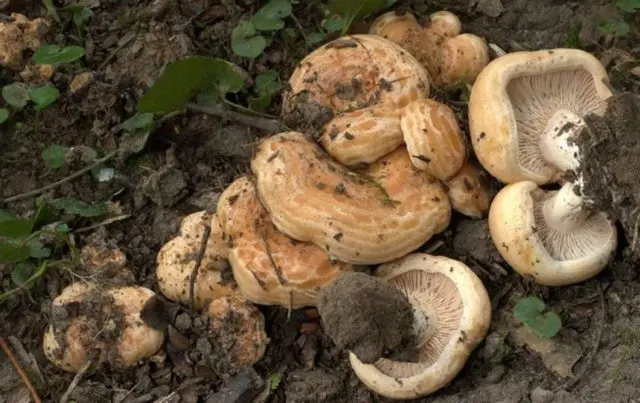 Milky mayor (Lactarius mairei): description and photo