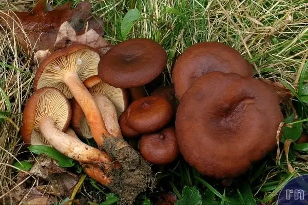 Milky milky (Lactarius serifluus) photo and description